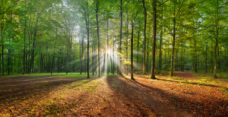 Obraz premium Morning sunrise in the beautiful green forest