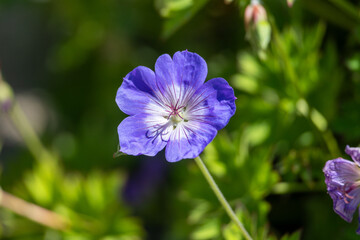 Close-up of a flowering blue/purple wild geranium (Geranium pratense) on blurred green background. Selective focus