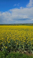 Fototapeta premium Flowering canola or rapeseed field