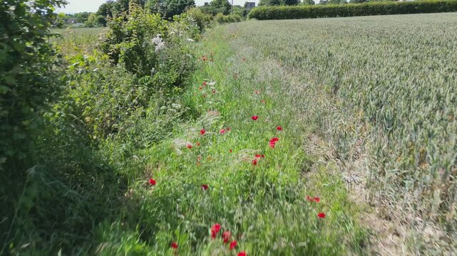 Red Field Poppies growing in an Arable Field Margin at the edge of a field of barley by a footpath. June, Kent, UK	