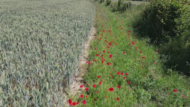 Red Field Poppies growing in an Arable Field Margin at the edge of a field of barley by a footpath. June, Kent, UK	