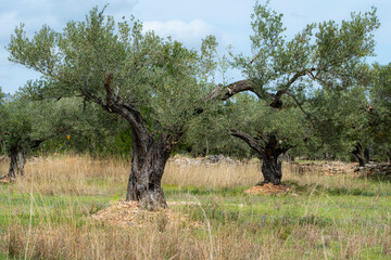 field of olive trees under a blue sky, highlighting the rustic charm and timeless beauty of nature and traditional agricultural practices in a serene, open environment  in Tarragona in Spain