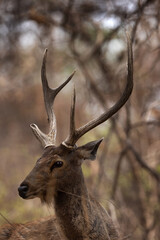 Portrait of a Sambar deer at Panna Tiger Reserve, Madhya pradesh, India