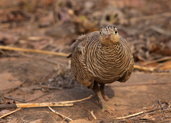 Portrait of a Painted sandgrouse at Panna Tiger Reserve , Madhya Pradesh, India