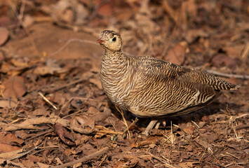 A Painted sandgrouse at Panna Tiger Reserve , Madhya Pradesh, India