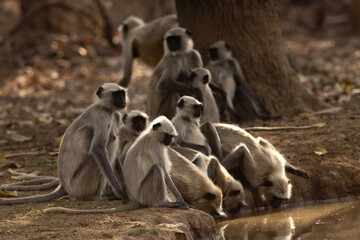 A troop of Gray Langur at Panna Tiger Reserve, Madhya pradesh, India
