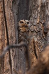 Indian scops owl camouflaged on a tree trunk at Panna Tiger Reserve , Madhya Pradesh, India