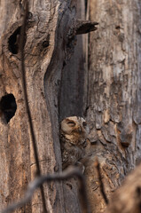 Indian scops owl perched on a tree trunk at Panna Tiger Reserve , Madhya Pradesh, India