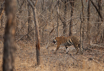 A tiger walking at Panna Tiger Reserve, Madhya pradesh, India