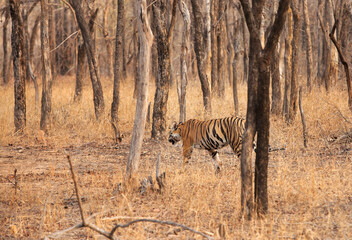 A tiger in the forest of Panna Tiger Reserve, Madhya pradesh, India