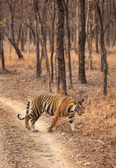 A subadult tiger crossing the road at Panna Tiger Reserve, Madhya pradesh, India