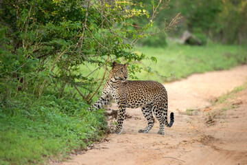 A leopard near trees in a forest 