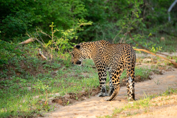 A leopard on a pathway in a forest