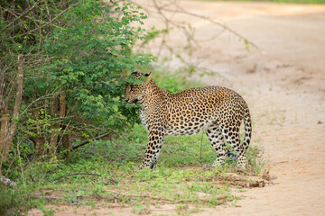 A leopard staring behind tree leaves