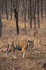 Closeup of a tiger walking in the forest of Panna Tiger Reserve, Madhya pradesh, India
