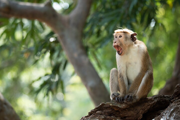 Monkey with an open mouth on a tree branch