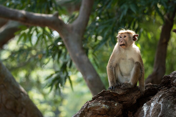 A monkey on a tree branch