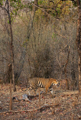 A tiger in the forest of Panna Tiger Reserve, Madhya pradesh, India
