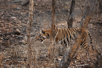 A subadult tiger in the forest of Panna Tiger Reserve, Madhya pradesh, India
