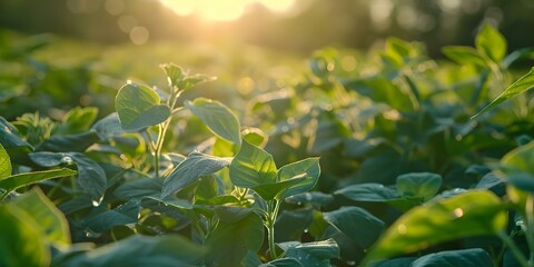 Illuminated Soybean Plants in a Soybean Field at Dawn. Concept Soybean Fields, Illuminated Plants, Dawn Photography, Agriculture, Farming