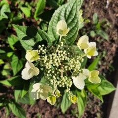Flowers and summer 