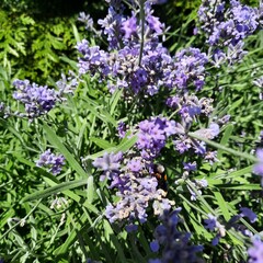 flowers in the garden