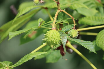 Sweden. The chestnuts are the deciduous trees and shrubs in the genus Castanea, in the beech family Fagaceae. The name also refers to the edible nuts they produce. 