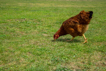 Brown hen standing in a garden