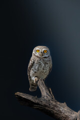 Close-up portrait of owl perching on branch against black background