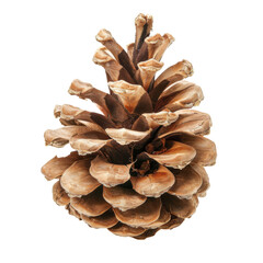 Pine cone isolated on transparent or  white background