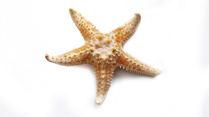 Starfish lying on a white background, showcasing its detailed texture and natural coloration. It has a rough, bumpy surface with small protrusions, isolated over transparent background in png