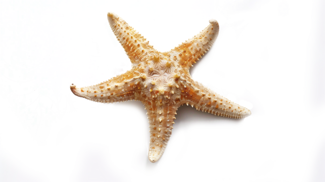 Starfish lying on a white background, showcasing its detailed texture and natural coloration. It has a rough, bumpy surface with small protrusions, isolated over transparent background in png