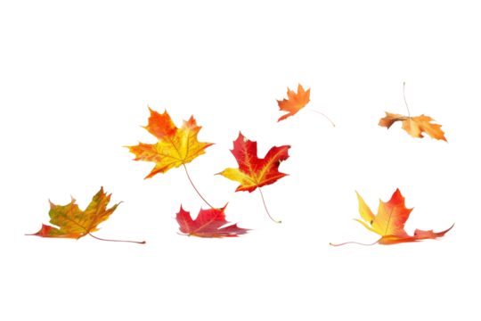 Falling isolated autumn colored maple leaves isolated on transparent or white background 