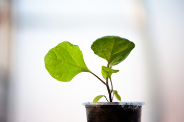 One eggplant seedling on light blurred background. Green sprout growing. Young plant for publication, poster, calendar, post, screensaver, wallpaper, cover, website. High quality photo