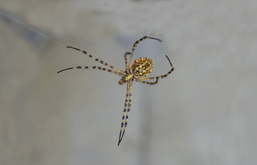Big yellow spider