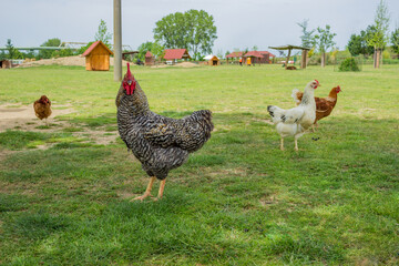 Brown hen standing in a garden
