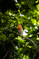 Eurasian robing sitting on a branch in the middle of a bush.Wallpaper with a view.