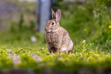 Bunny, fluffy rabbit on green grass outdoors.