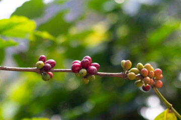 The coffee trees at the research center are producing a large amount of coffee beans after research into coffee beans that are suitable for the climate and can be grown to produce excellent yields.