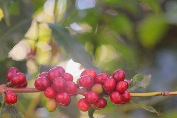 The coffee trees at the research center are producing a large amount of coffee beans after research into coffee beans that are suitable for the climate and can be grown to produce excellent yields.