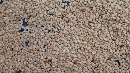 Farmers harvest coffee beans and dry them in the sun to reduce moisture in the coffee beans and wait for sorting to enter the coffee roasting process to meet the required standards before exporting.