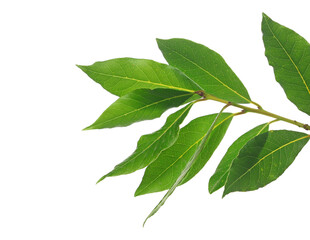Fresh green bay leaves, twig isolated on white, clipping