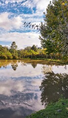 Fototapeta premium Reflection of trees in water