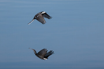 White Wagtail (Montacilla alba) in its natural environment.