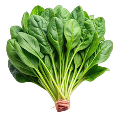 Spinach Isolated on transparent background