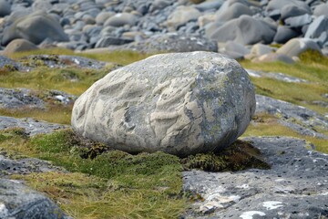 A large, smooth, grey boulder rests on a bed of moss and rocks, bathed in natural sunlight