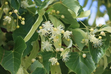 Sweden. Tilia cordata, the small-leaved lime or small-leaved linden, is a species of tree in the family Malvaceae, native to much of Europe. 
