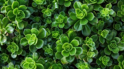 Aizoaceae plant Aptenia cordifolia known as sun rose low growing with oval shiny light green succulent leaves by Schwantes