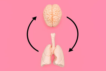 Brain and Lungs Interconnected with Circular Arrows on Pink