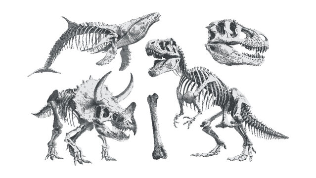 Dinosaur skeleton and skull, whale skeleton, bone. Concept of archaeology. Contemporary Retro Surreal Collage Set. Halftone  elements with cut out of magazine shapes.Vintage psychedelic dotted sticker